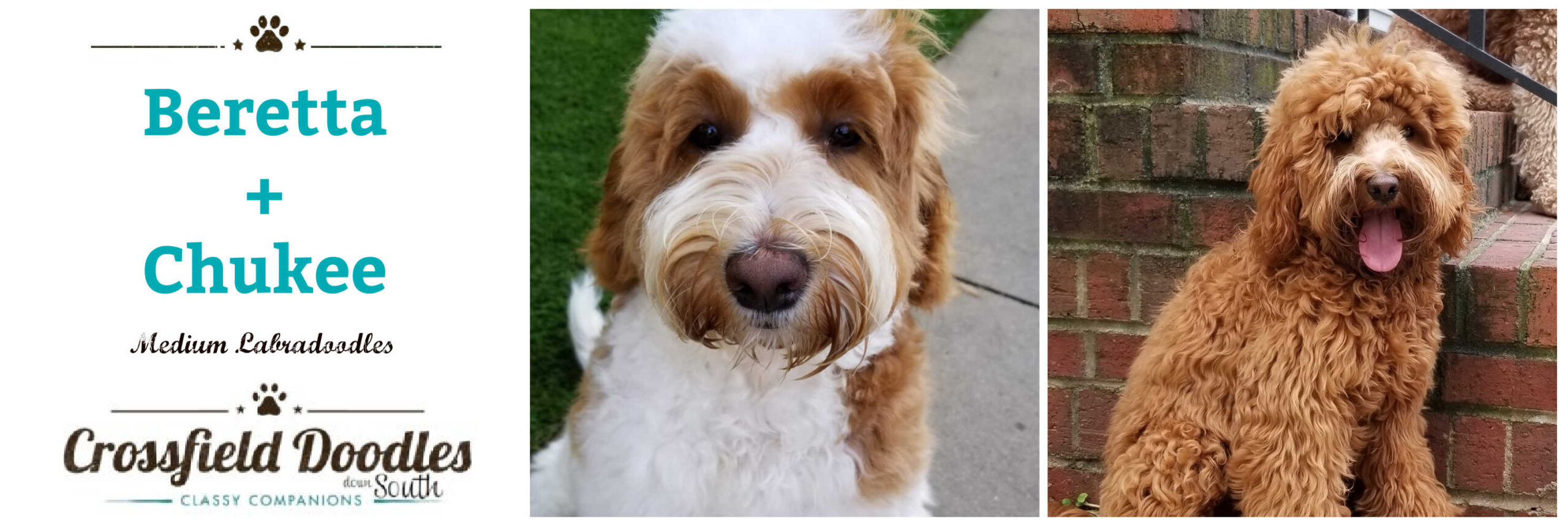 springfield labradoodles