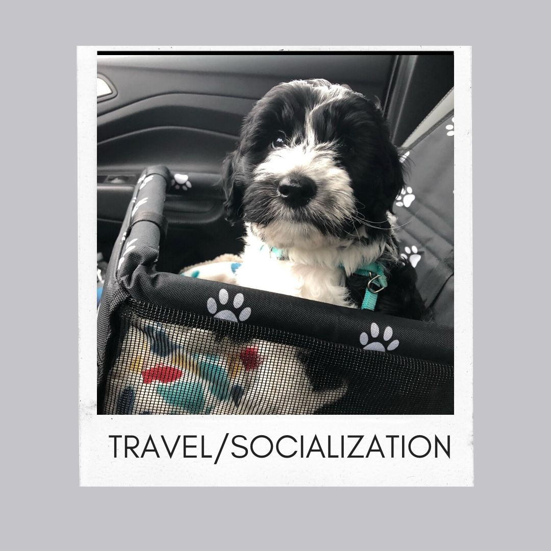 Travel and socialization