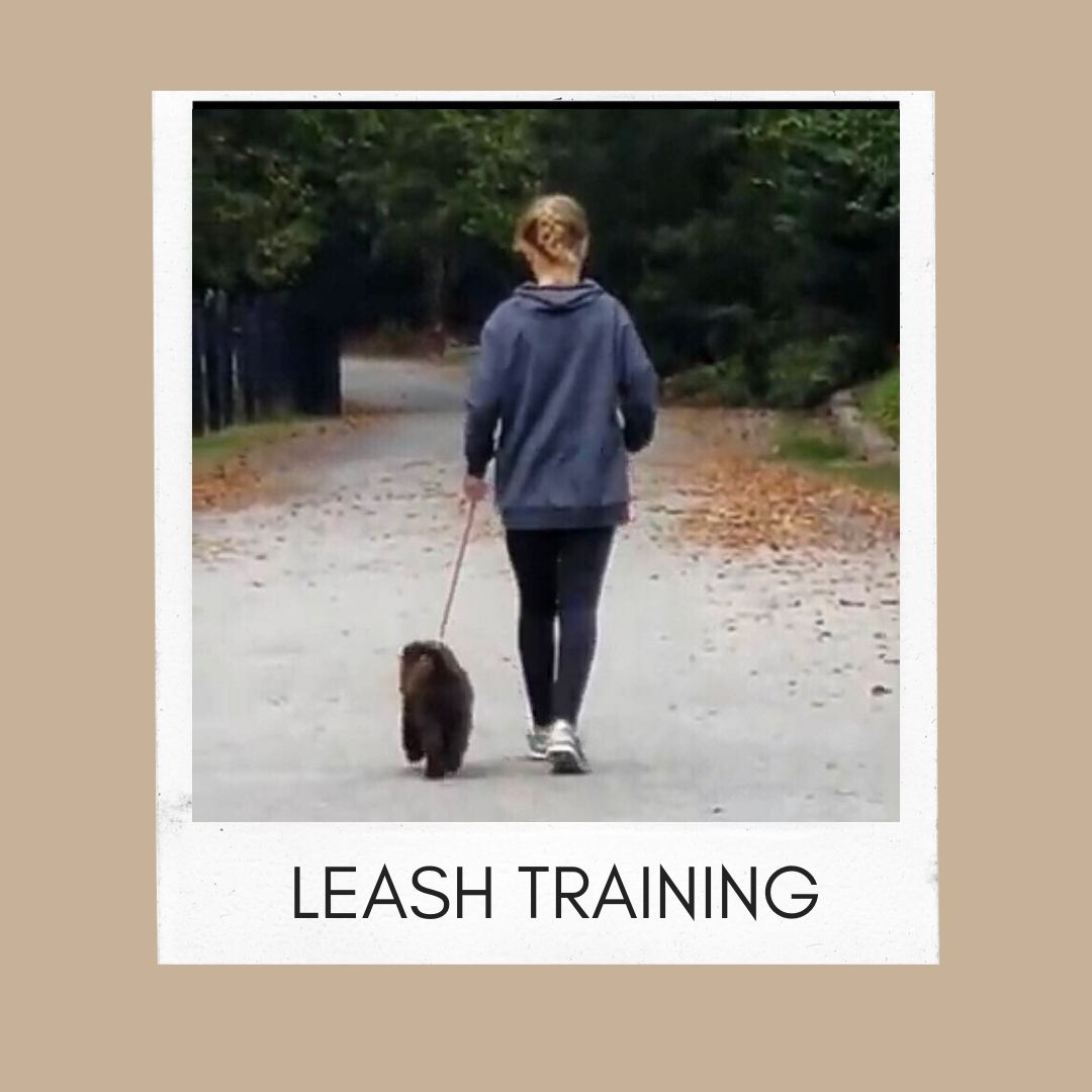 Leash Training