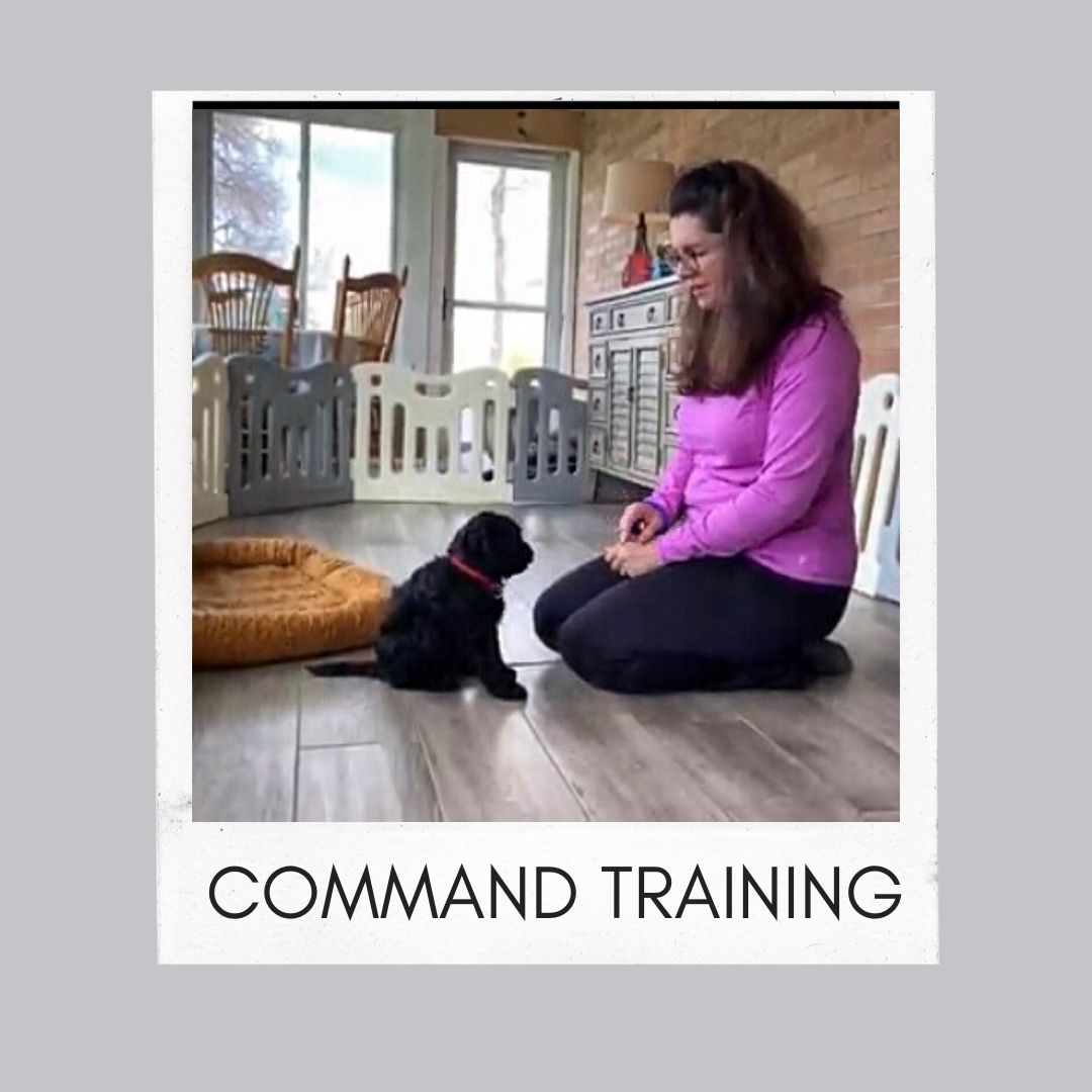 Command Training