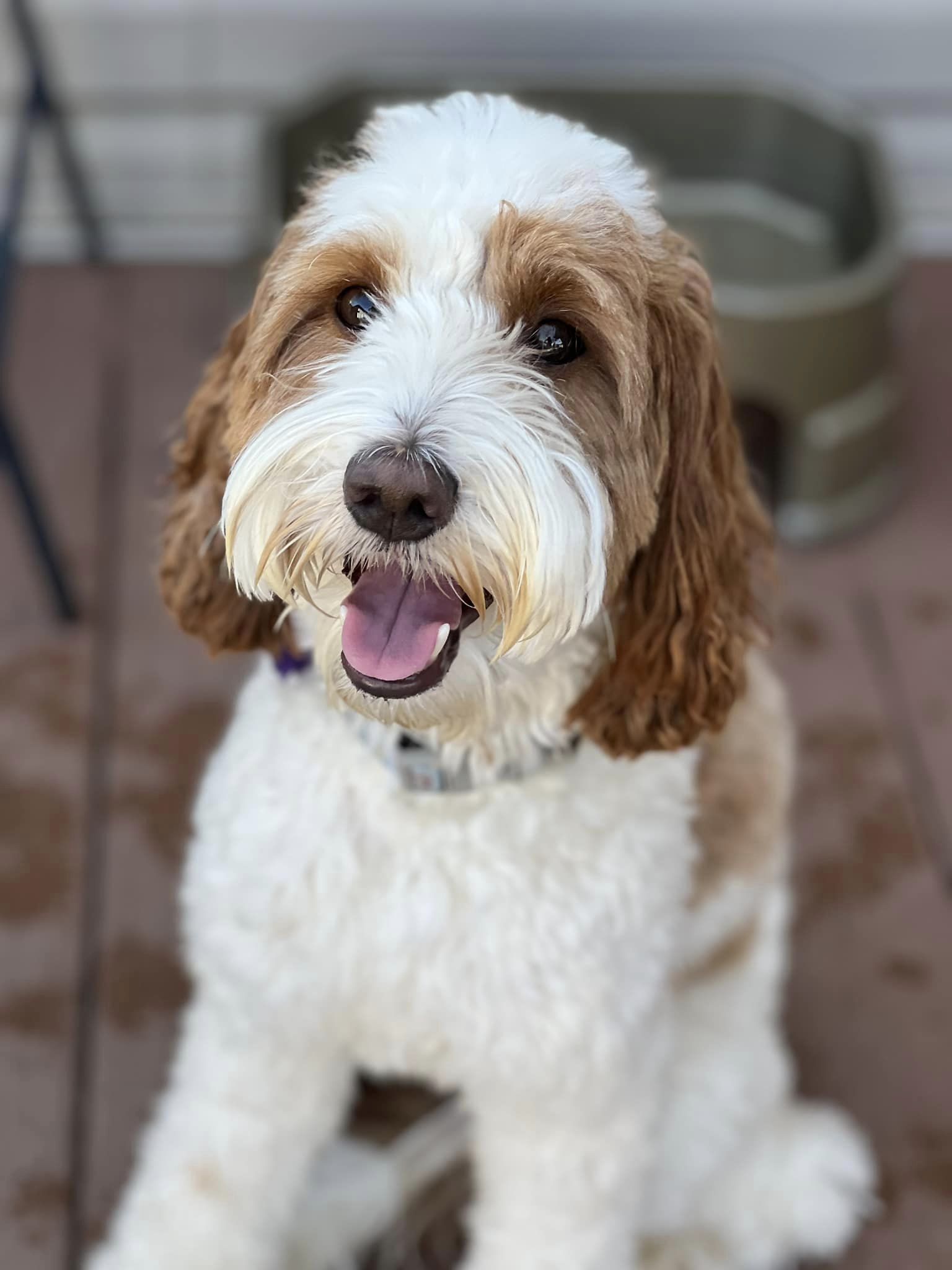 Crossfield Doodles Down South puppy training program