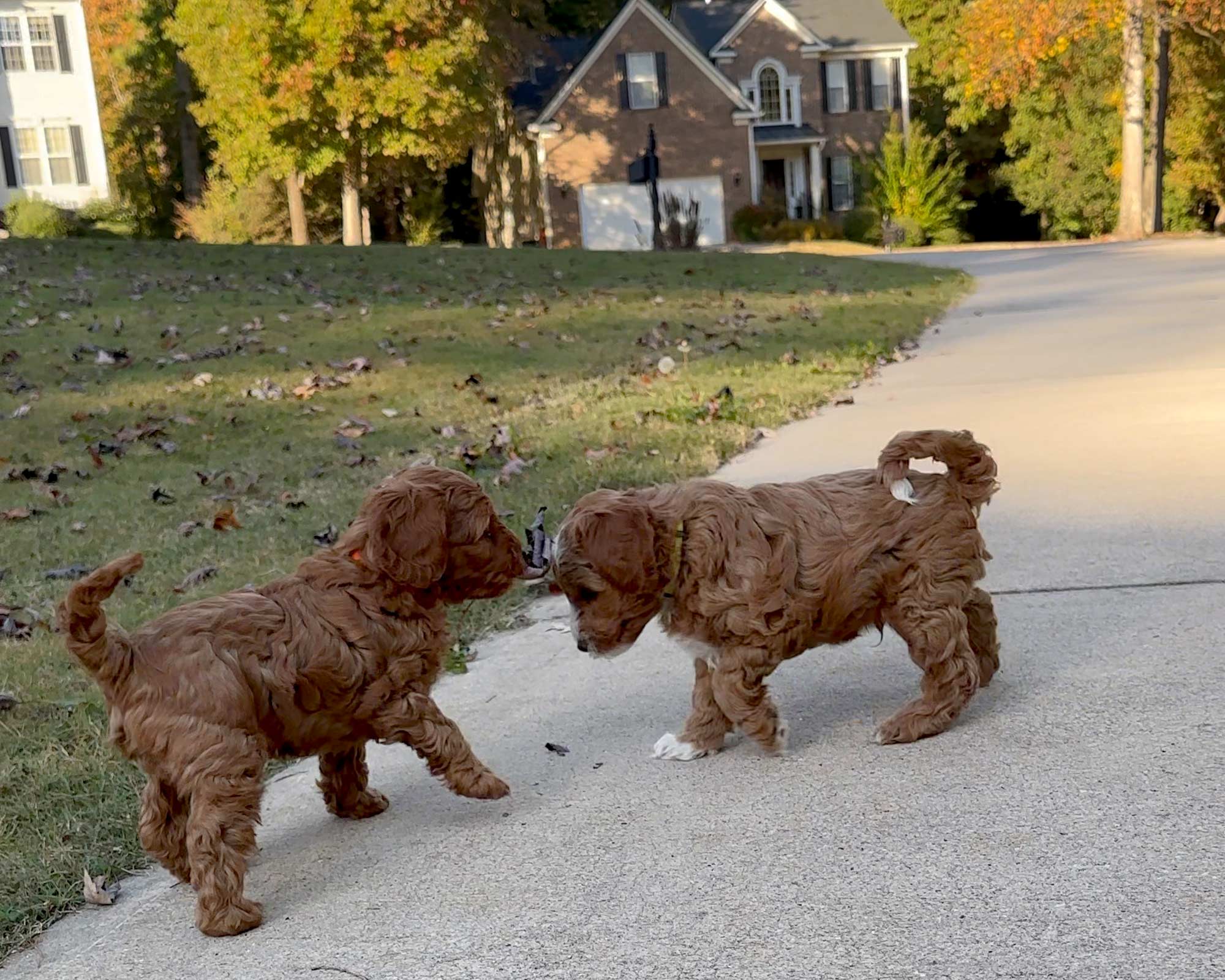 Crossfield Doodles Down South puppy training