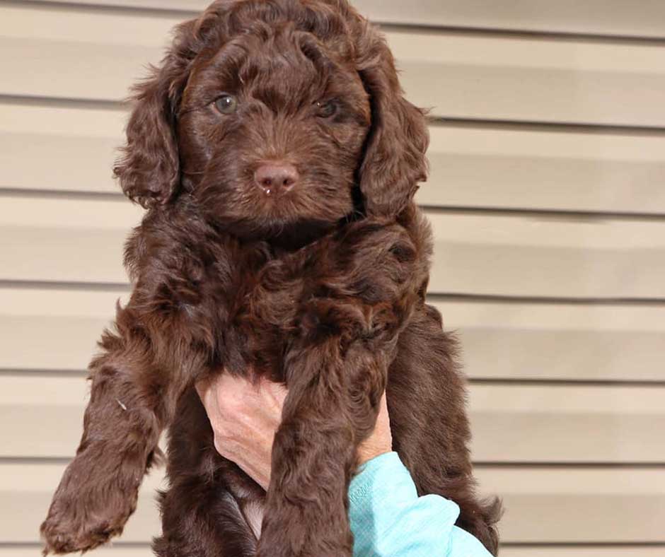 Chocolate doodle coat color