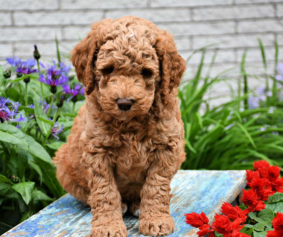 Red doodle coat color