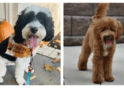 Bella + Teko