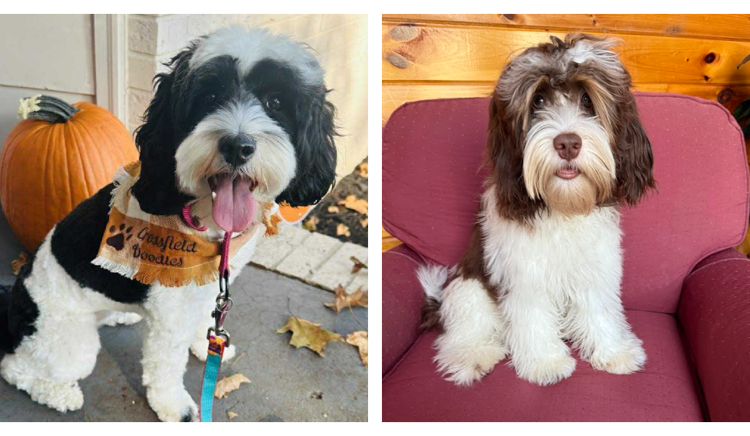 Bella + Rico